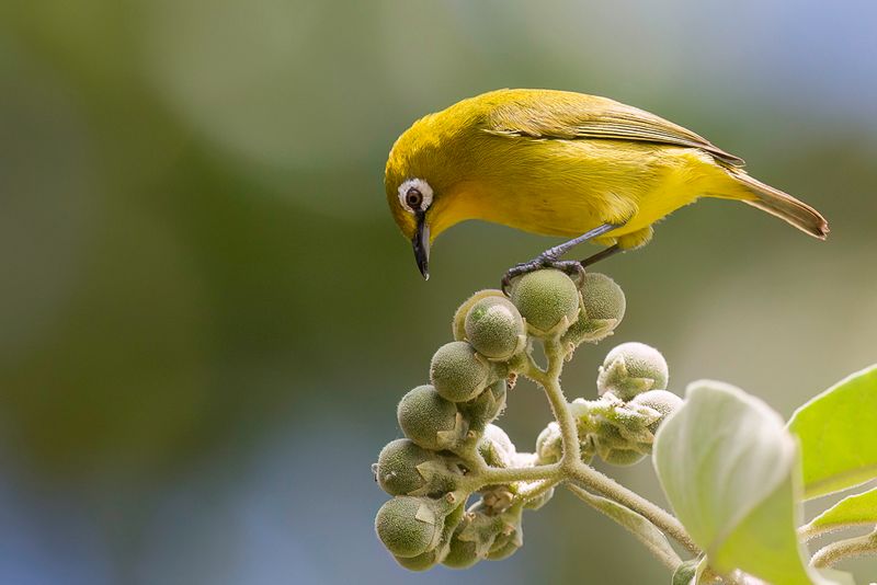 Kirk's White-eye