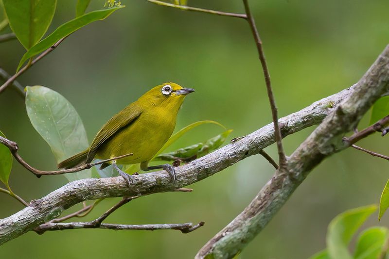 Lemon-bellied White-eye