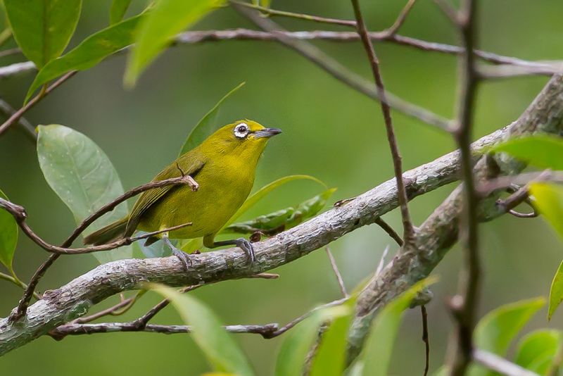 Lemon-bellied White-eye