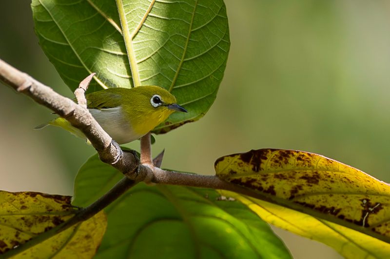 Lowland White-eye