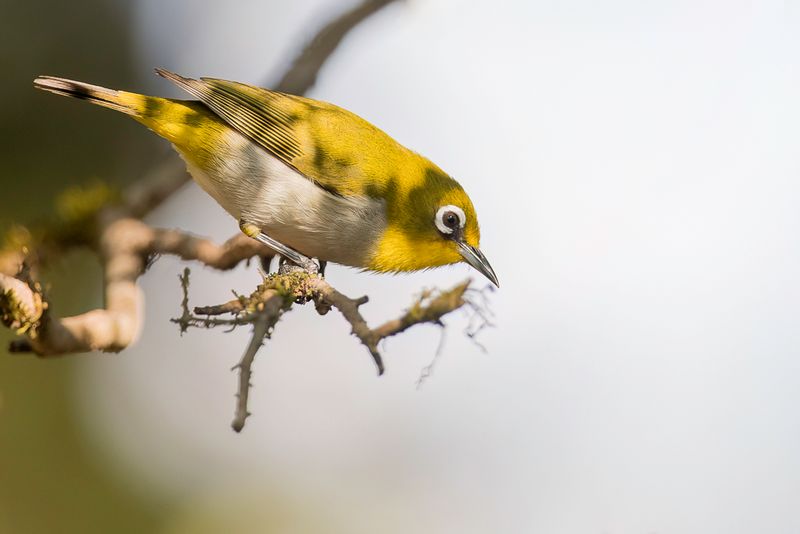 Malagasy White-eye