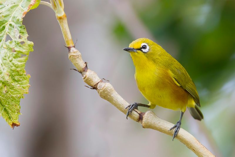 Mayotte White-eye