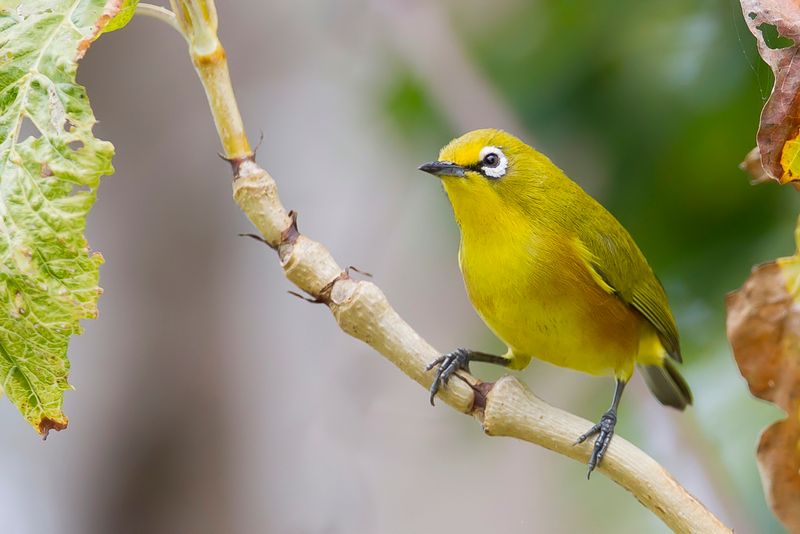 Mayotte White-eye