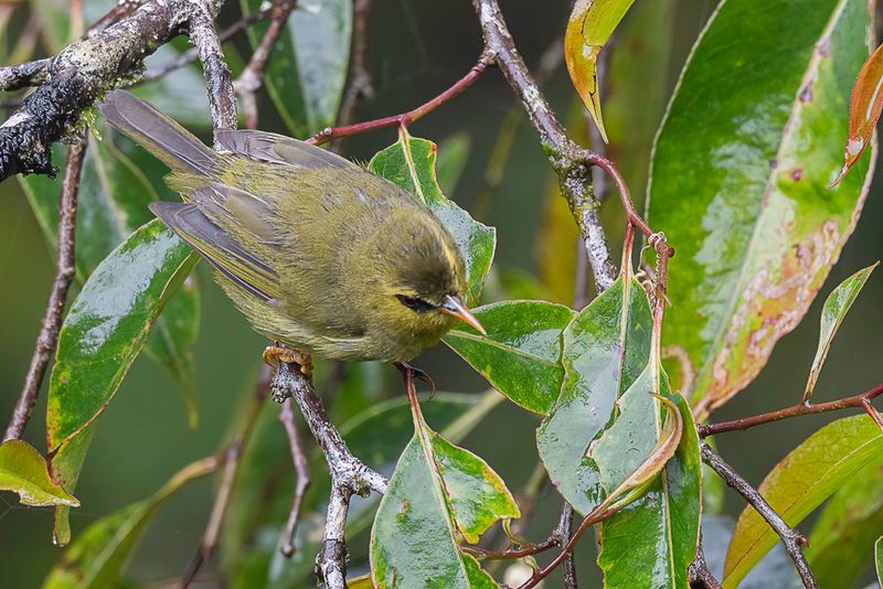 Mountain Blackeye