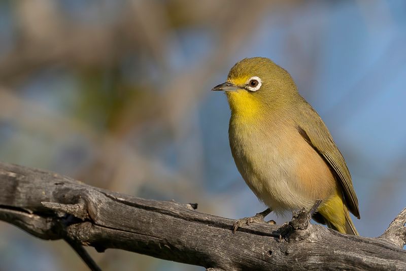 Orange River White-eye