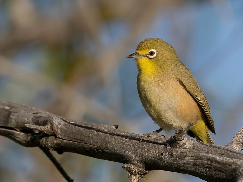 Orange River White-eye