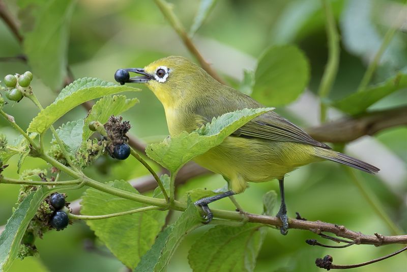 Pale White-eye