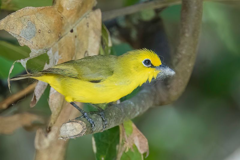 Pemba White-eye