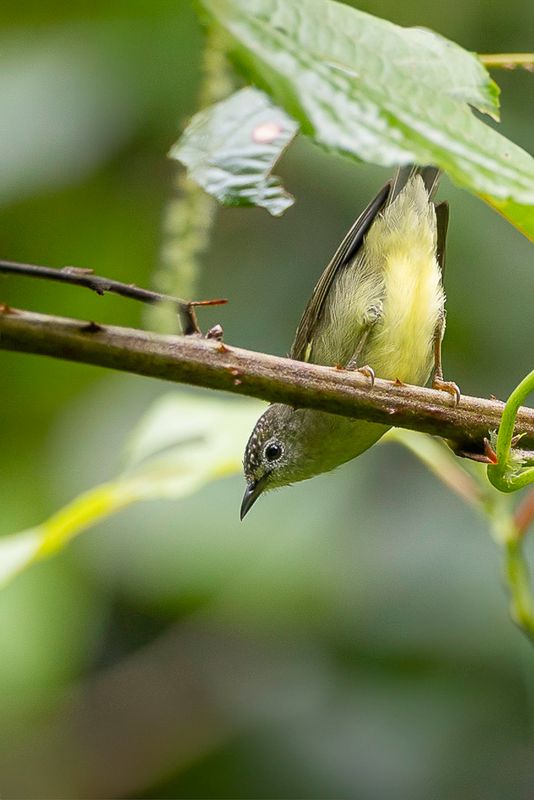 Pygmy White-eye