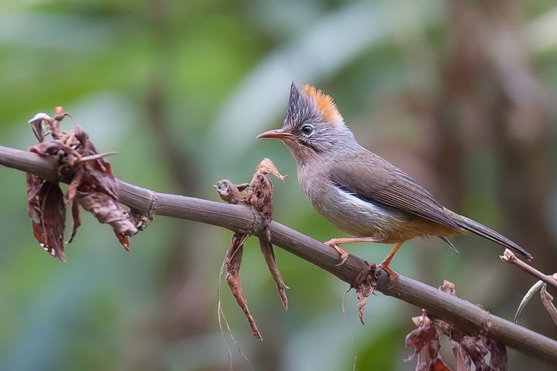 Rufous-vented Yuhina