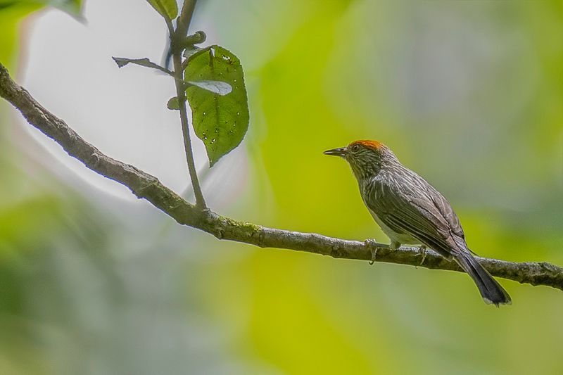 Rusty-crowned Babbler