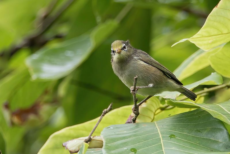 Sao Tome White-eye