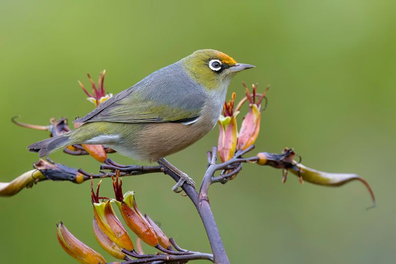 Silvereye