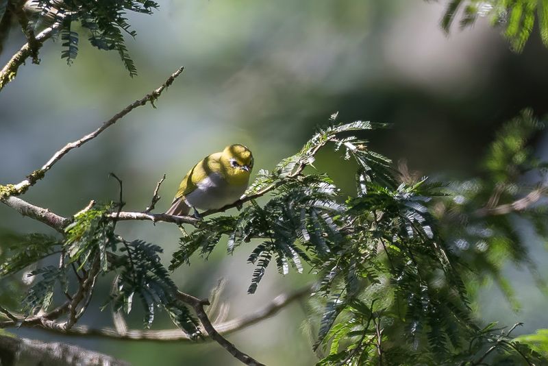 South Pare White-eye