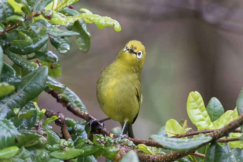 Southern Yellow White-eye