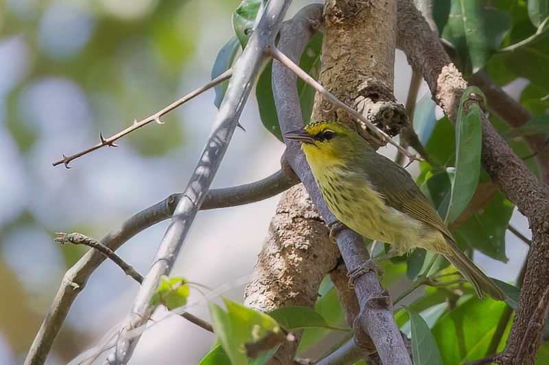 Timor Heleia
