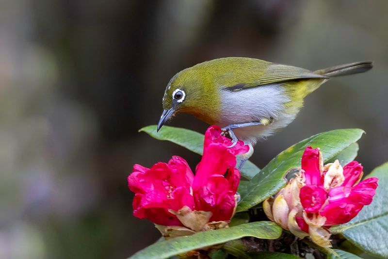 Sri Lanka White-eye