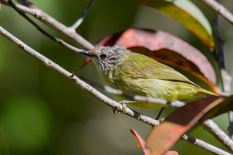 Sulawesi Heleia
