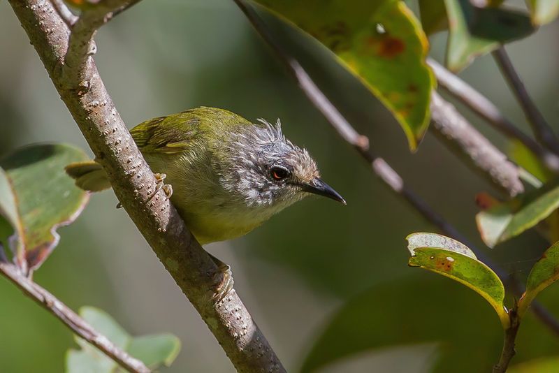 Sulawesi Heleia