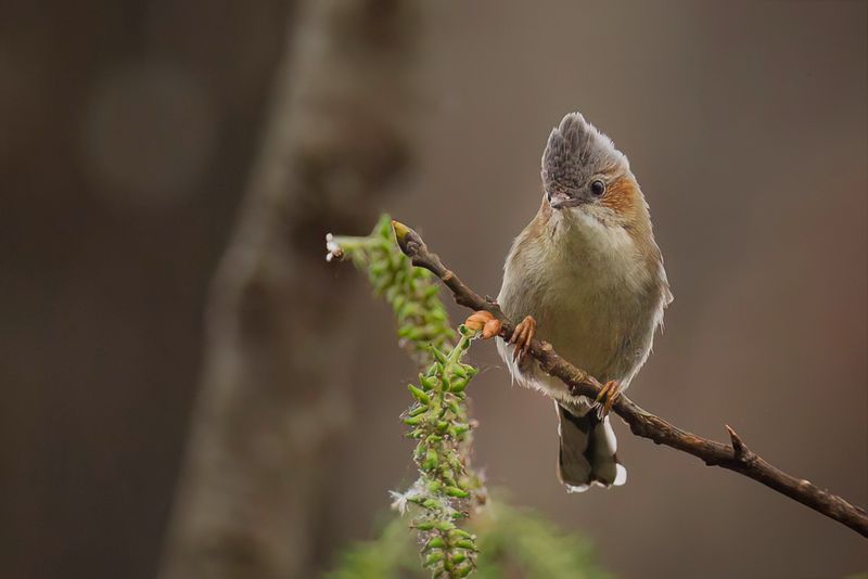 Striated Yuhina