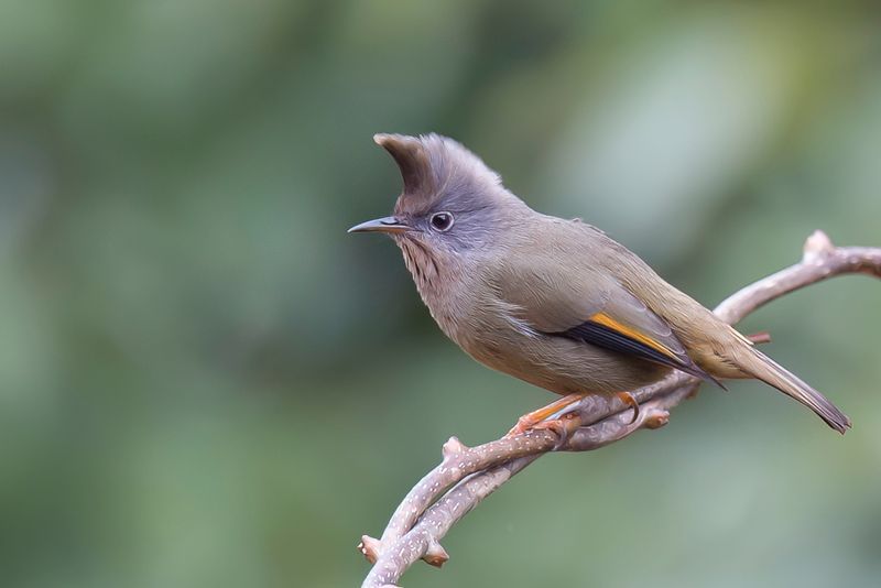 Stripe-throated Yuhina