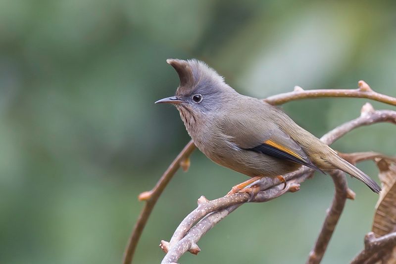 Stripe-throated Yuhina