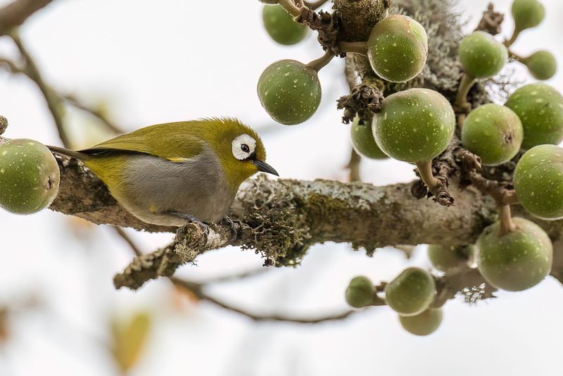 Taita White-eye