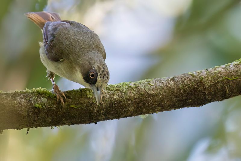 Thick-billed Heleia