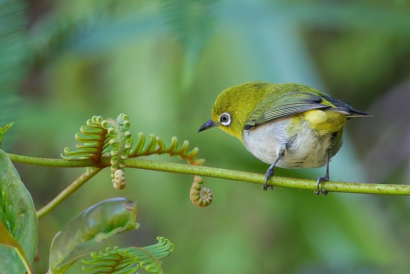 Warbling White-eye