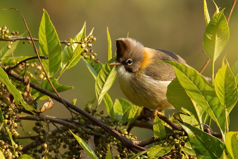 Whiskered Yuhina