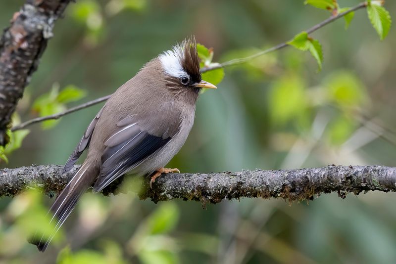 White-collared Yuhina