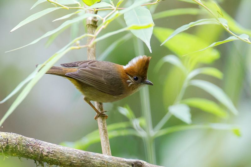 White-naped Yuhina