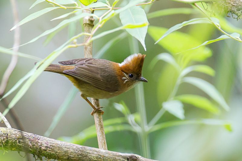 White-naped Yuhina