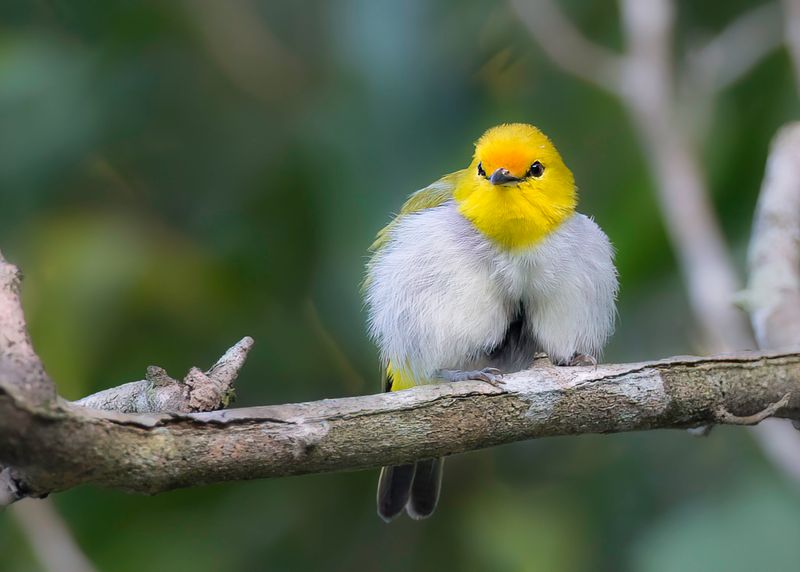 Yellow-spectacled Heleia