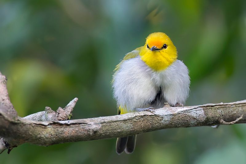 Yellow-spectacled Heleia