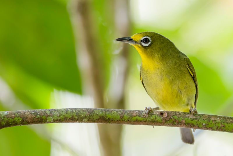 Yellowish White-Eye