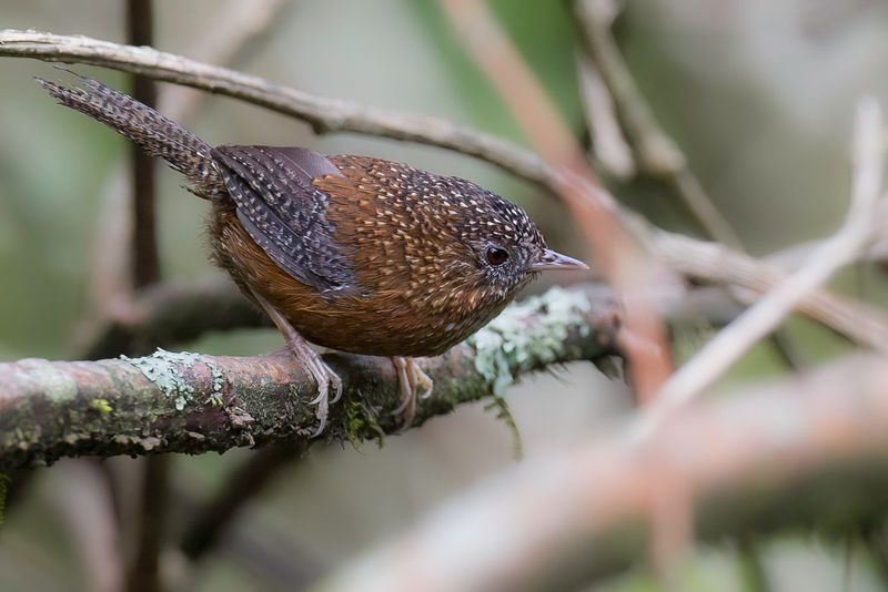 Bar-winged Wren-Babbler