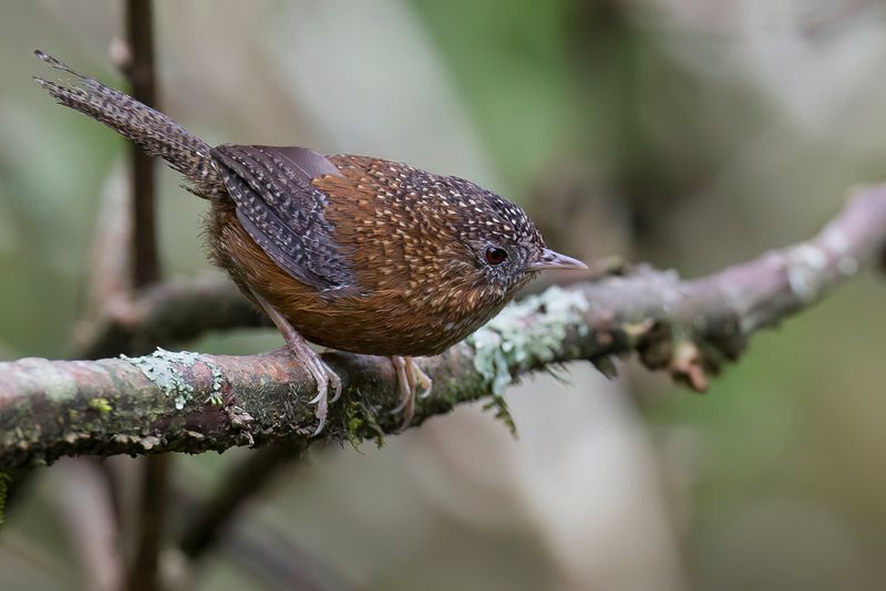Bar-winged Wren-Babbler