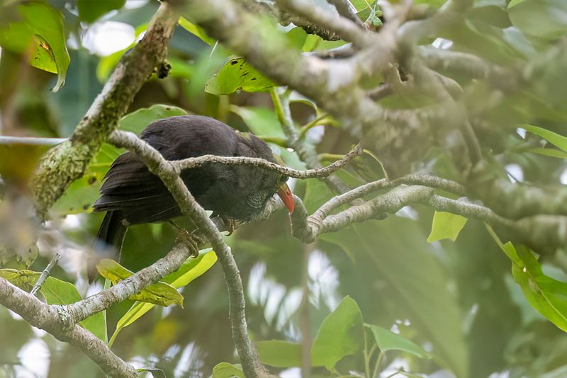 Bare-headed Laughingthrush