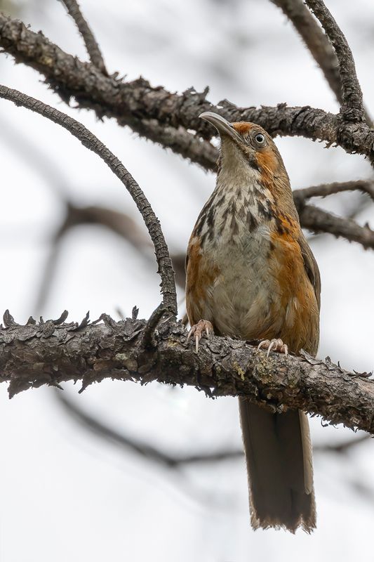 Black-streaked Scimitar Babbler