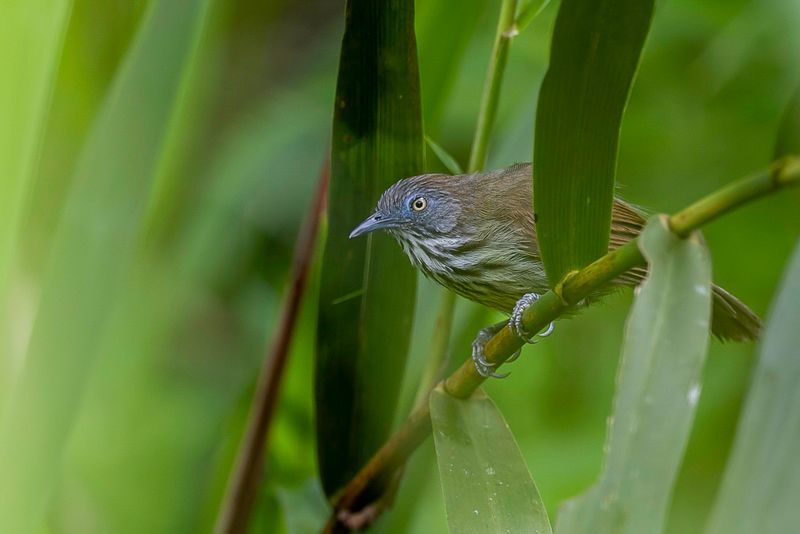 Bold-striped Tit-Babbler