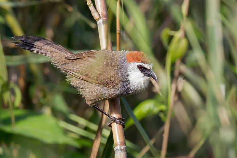 Chestnut-capped Babbler