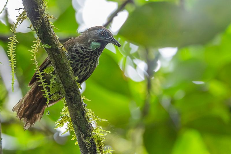 Chestnut-rumped Babbler
