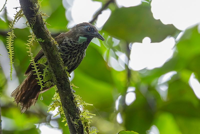 Chestnut-rumped Babbler