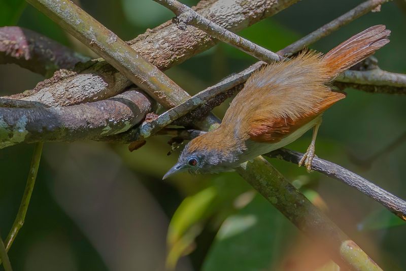 Chestnut-winged Babbler