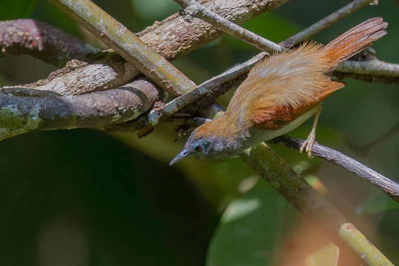 Chestnut-winged Babbler