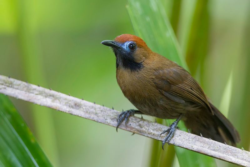 Fluffy-backed Tit-Babbler