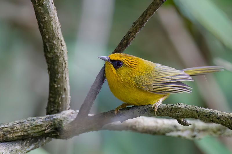 Golden Babbler