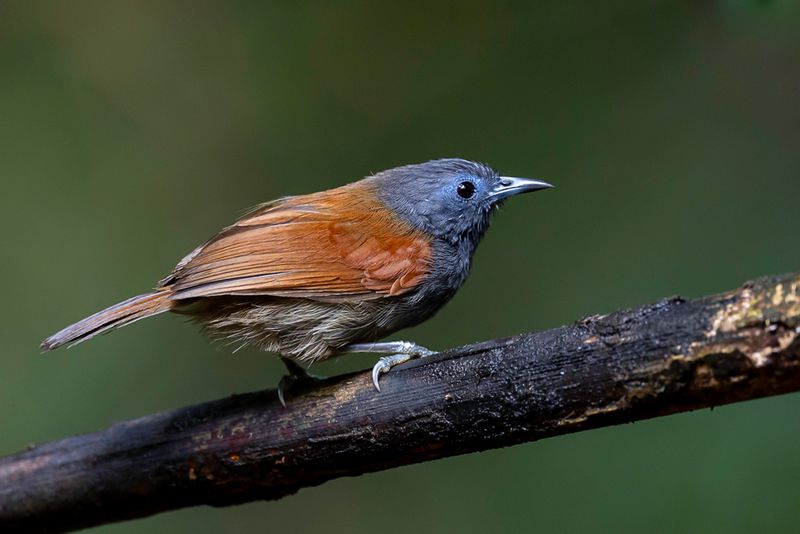 Bicolored Babbler
