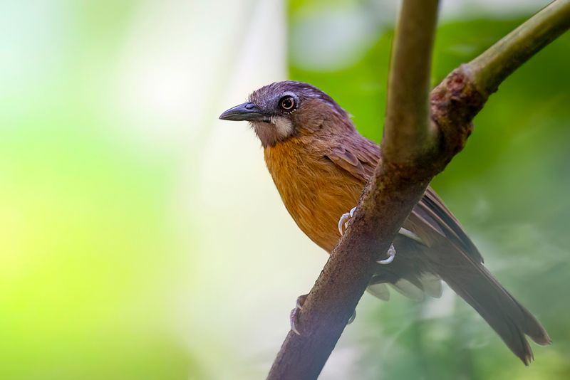Grey-throated Babbler